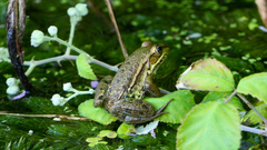 Pelophylax epeiroticus