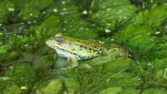 Pelophylax epeiroticus