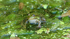 Pelophylax epeiroticus