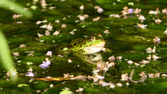 Pelophylax epeiroticus