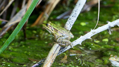 Pelophylax epeiroticus