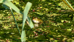 Pelophylax epeiroticus