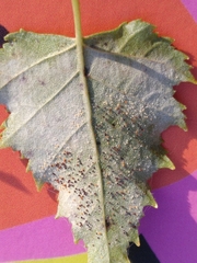 Phyllactinia betulae