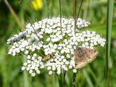 Euclidia glyphica
