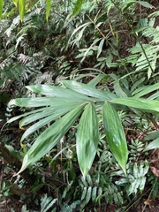 Calamus formosanus
