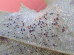 Phyllactinia betulae