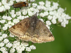 Euclidia glyphica