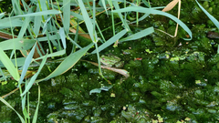 Pelophylax epeiroticus