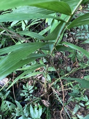 Calamus formosanus