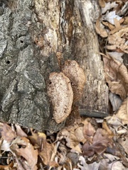 Fuscoporia gilva