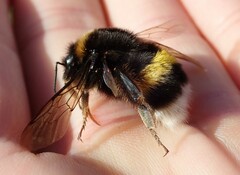 Bombus