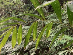 Calamus formosanus
