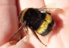 Bombus