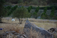 Laudakia nupta nupta