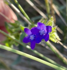 Anchusa