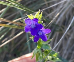 Anchusa