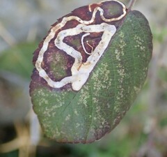 Stigmella