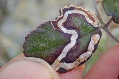 Stigmella