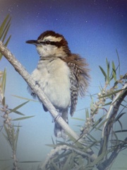 Campylorhynchus rufinucha
