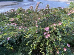 Calliandra angustifolia