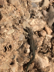 Podarcis hispanicus