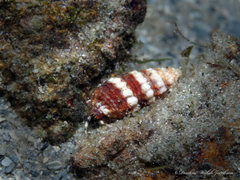 Pagurus brevidactylus