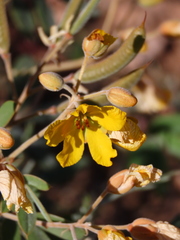 Senna covesii