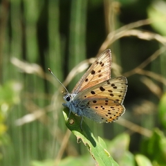 Lycaena alciphron