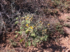 Senna covesii