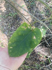 Gonolobus suberosus