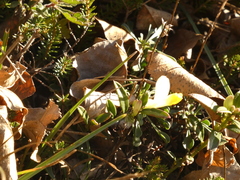 Polygaloides chamaebuxus