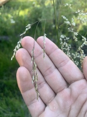 Glyceria elata