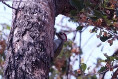 Campethera bennettii
