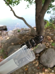 Serrognathus titanus platymelus