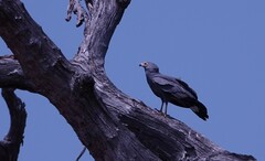 Polyboroides typus