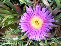Carpobrotus chilensis