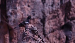 Thamnolaea cinnamomeiventris