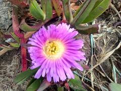 Carpobrotus chilensis