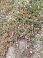 Carpobrotus chilensis