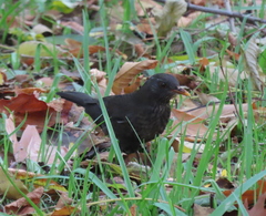 Turdus merula