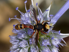 Physocephala vittata