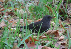 Turdus merula