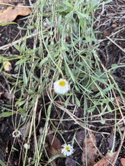 Erigeron modestus