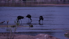 Anastomus lamelligerus