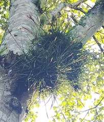 Tillandsia schiedeana