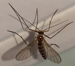 Macrocera