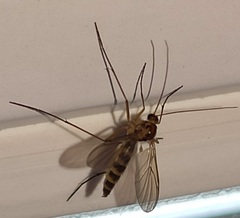 Macrocera