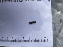 Hemicrepidius nemnonius