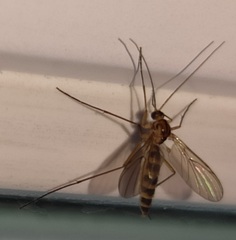 Macrocera