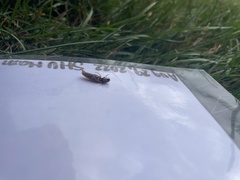 Hemicrepidius nemnonius